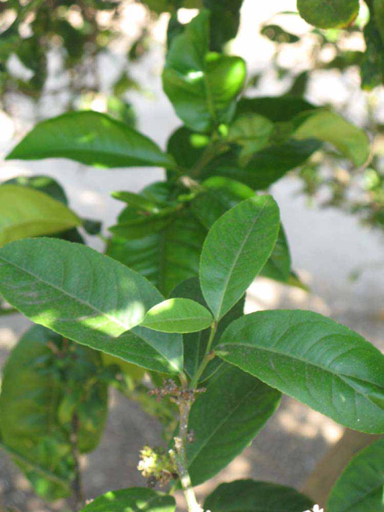             Shade leaves (Riverside, CA)       